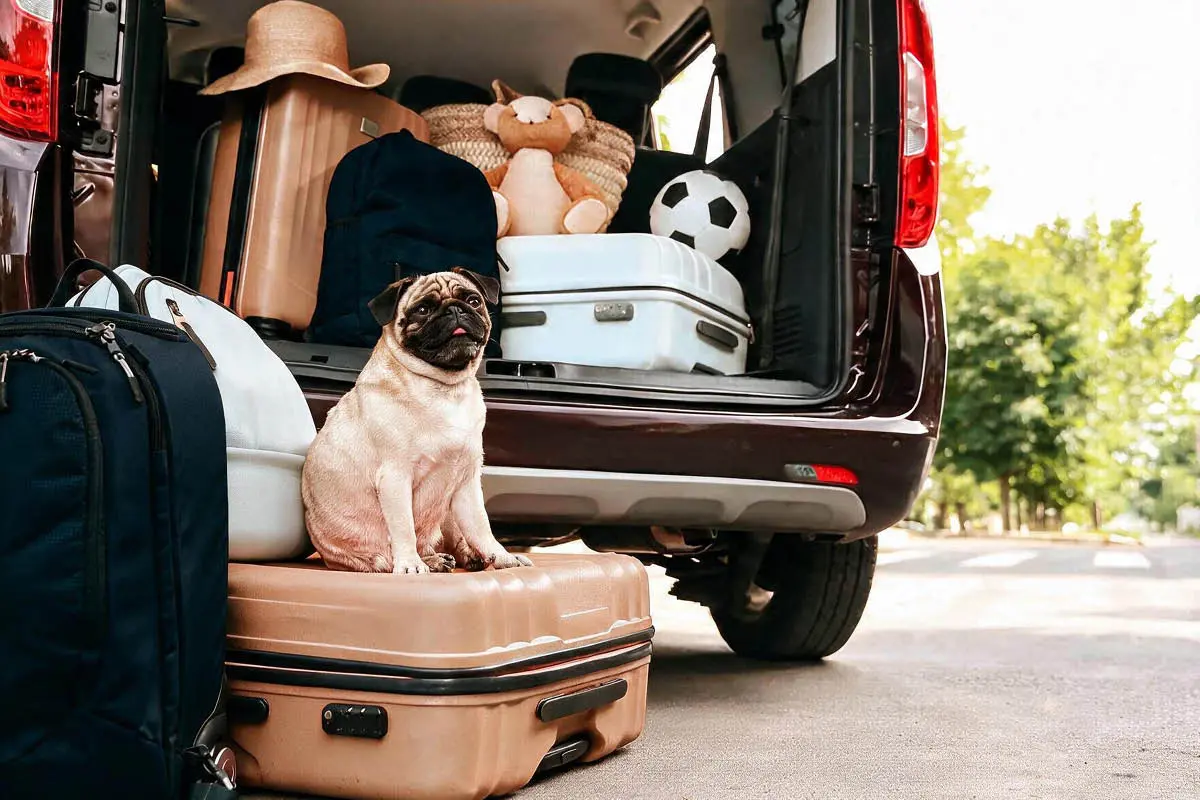 Hund sitzt auf einem Koffer hinter einem Auto mit offenem Kofferraum